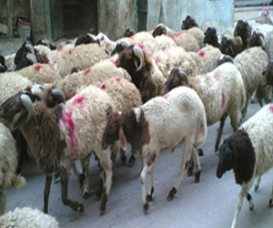 مصر اليوم - التونسيون يسابقون الوقت للفوز بالخروف الأسباني قبل يوم العيد