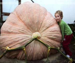   مصر اليوم - يقطينة عملاقة تتفوق على سيارة صغيرة في حجمها