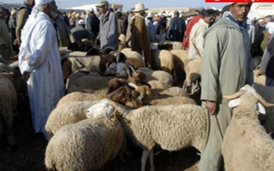 مصر اليوم - طرح 17مليون رأس غنم للعيد للأضاحي في المغرب