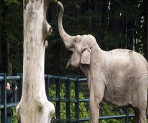 مصر اليوم - علماء: الفيلة أيضًا بالإشارة تفهم