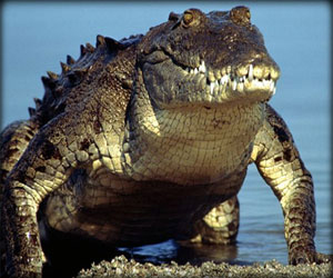 مصر اليوم - تمساح يقتحم قاعدة للبحرية الأميركية في فلوريدا