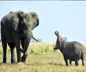 مصر اليوم - معركة غير متكافئة بين فرس النهر والفيل