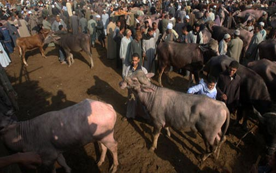 مصر اليوم - المواطنون يشتكون ارتفاع الأسعار ويُحمّلون الحكومة المسؤولية