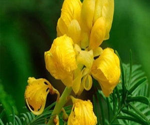 مصر اليوم - الزهور تضع مشروع إنشاء طريق في النرويج في مهب الريح