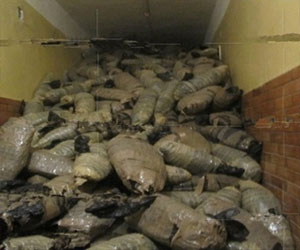   مصر اليوم - ضبّط تاجّر مخدَّرات و150 كيلو غرامًا بانجو في الإسماعيليّة