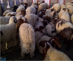   مصر اليوم - ارتفاع سعر الأضاحي يدفع السوريين للامتناع عن التضحية في العيد