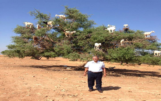 مصر اليوم - ماعز سوس يُشِبه المظليِّين في القفز من علوّ 4 أمتار إلى الأرض