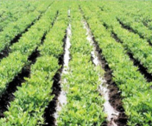   مصر اليوم - الزراعة الخريفية تغطي أزيد من 34 هكتارًا في جهة الدار البيضاء الكبرى