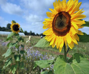   مصر اليوم - عائلة فرنسية تحاول تحقيق الإكتفاء الذاتي الغذائي