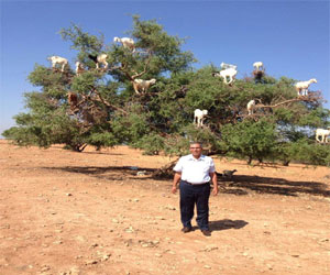   مصر اليوم - ماعز سوس المغربية يتسلق الأشجار العالية