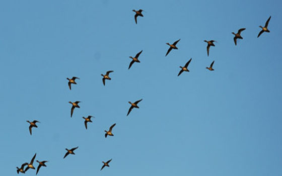 مصر اليوم - طيور جبال الألب تطير أكثر من 6 أشهر من دون توقف وتنام خلال الطيران