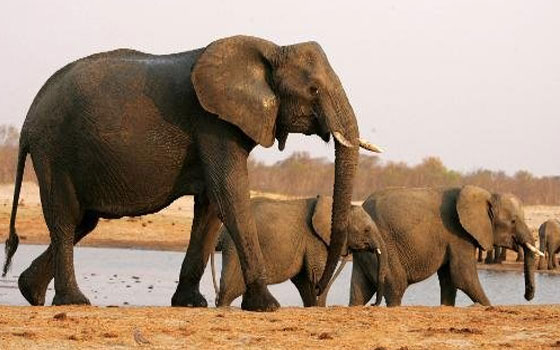 مصر اليوم - العثور على مائة فيل نفَقَت جرّاء التسمُّم بمادّة سيانور في حدائق زيمبابوي