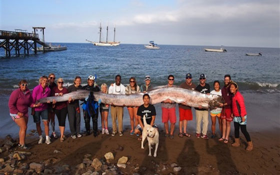 مصر اليوم - اكتشاف سمكة طولها 5 أمتار في كاليفورنيا