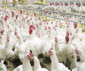   مصر اليوم - هونج كونج تحظر إستيراد الدواجن من إقليم لومبادري الإيطالي