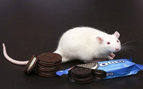 مصر اليوم - دراسة تثبت أن بسكويت الأوريو له تأثير المخدرات