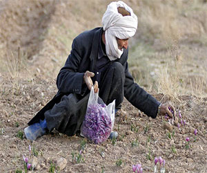   مصر اليوم - مقتل مُزارع في سوهاج إثر إصابته بطلق ناريّ خطأ