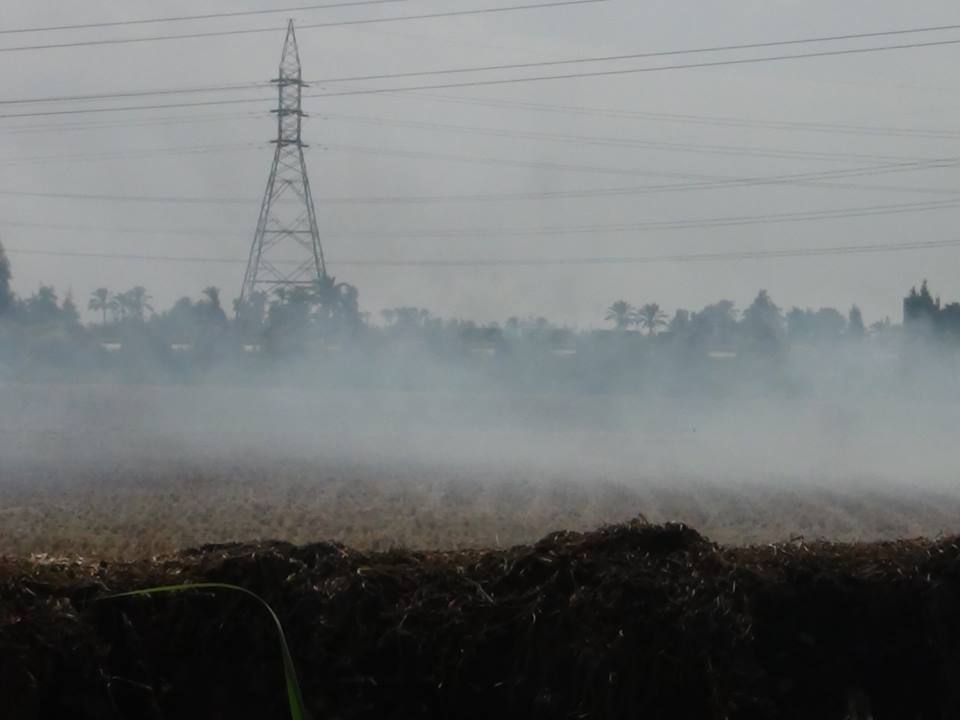   مصر اليوم - وزارة البيئة تحرِّر 20 محضرًا بحقِّ من يحرق القشَّ