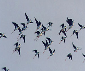 مصر اليوم - طيور جبال الألب تحلق 200 يوم بلا توقف