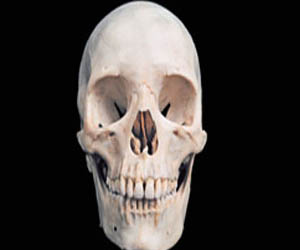   مصر اليوم - العثور على جمجمة عمرها 1.8 مليون عام في جورجيا