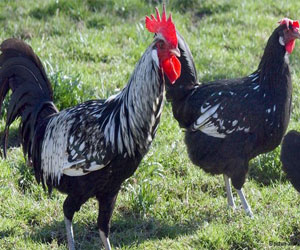 مصر اليوم - أرجل الدجاج الألماني تذهب إلى أفريقيا