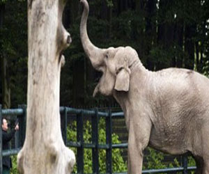 مصر اليوم - الفيلة الضخمة فى تنزانيا تواجه خطر الانقراض