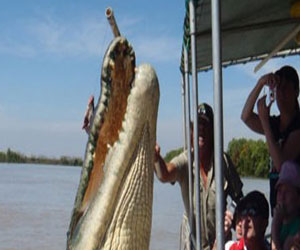   مصر اليوم - الإقبال على لحوم وبيض التماسيح يهدد الزواحف