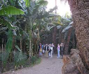   مصر اليوم - السُّياح الأجانب يَهجُرون جزيرة الموز في الأقصر