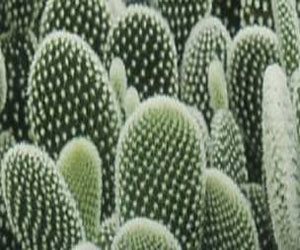   مصر اليوم - الصبار ينعم البشرة ويعالج بثور الوجه