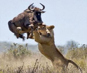 مصر اليوم - جاموس ضخم ينجو من مخالب لبؤة بقفزة