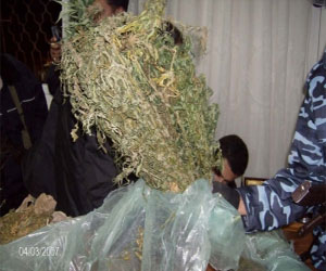   مصر اليوم - ضبط مسجَّلَيْنِ خَطر وبحوزتهما كميّات ضخمة من البانجو في قنا