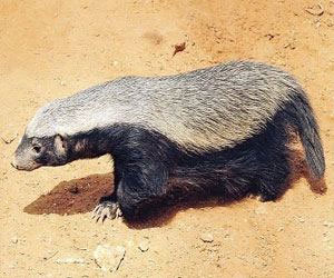 مصر اليوم - حيوان غريب يُهاجم راعي إبل جنوب حائل في السعودية