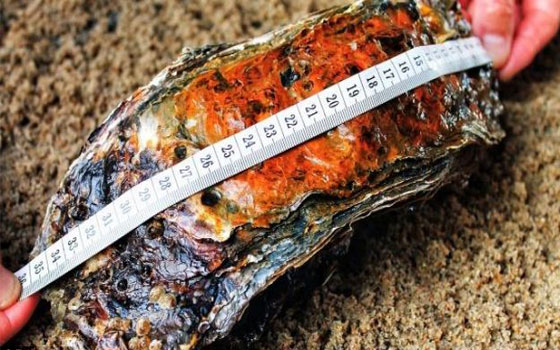 مصر اليوم - مركز وادن سي ينتظر قرار غينيس بعد اكتشاف محار كبير في بحر وادن الدنماركي