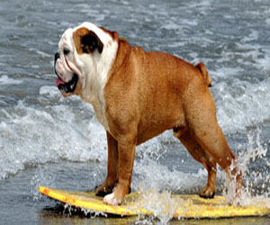 مصر اليوم - دراسة : الكلاب تفكر مثل الإنسان