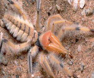   مصر اليوم - إغلاق مدرسة في بريطانيا بسبب ظهور عناكب شديدة السمية