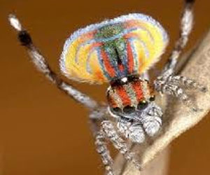 مصر اليوم - الحشرات ليست مثلية جنسيًا بل مستعجلة للتزاوج