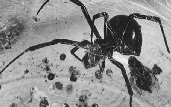 مصر اليوم - مدرّسة بريطانية تغلق أبوابها بسبب الأرملة الكاذبة