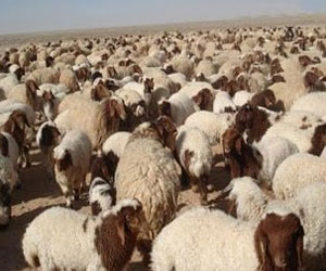   مصر اليوم - السودان تنفي رجوع شحنات الضآن من السعودية