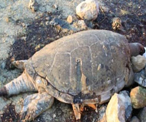 مصر اليوم - الفلبين تصادر 330 من السلاحف البحرية النافقة