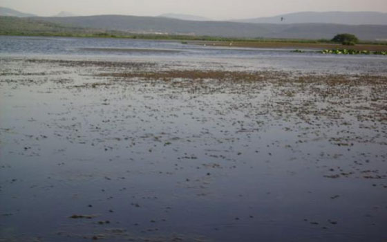 مصر اليوم - منظمة رمسار تصنف بحيرة طونقة الجزائرية كأحسن بحيرات شمال أفريقيا