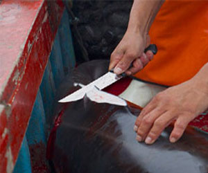 مصر اليوم - الصيادون في بيرو يقتلون الدلافين لصيد أسماك القرش