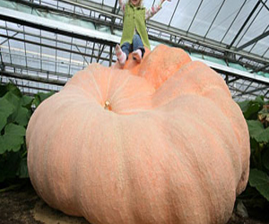   مصر اليوم - فنان يعبر مضيق بريطاني على متن ثمرةقرع عسلعملاقة