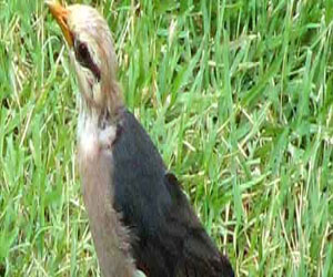   مصر اليوم - أسراب طيور الزرزور تقضي على مزارع في شرق دارفور