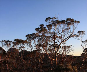 مصر اليوم - العثور على أشجار أسترالية تنبت ذهبًا