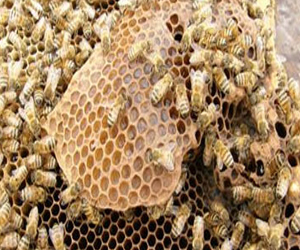 مصر اليوم - انقراض النحل بالتزامن مع الديناصورات
