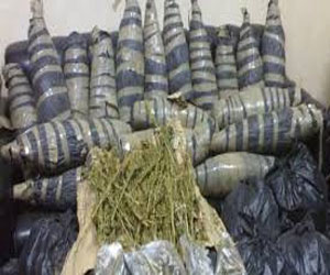   مصر اليوم - ضبط عاطل ومعه 70 كيلو غرامًا من البانجو في قنا