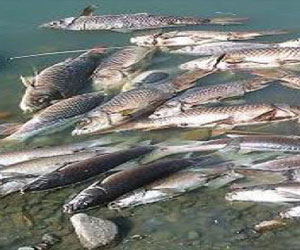   مصر اليوم - مدير الثروة السمكية في الفيوم يؤكد إنتهاء ظاهرة نفوق الأسماك في الريان