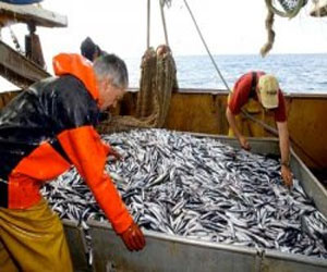   مصر اليوم - التأكيد على المورد البشري و عصرنة وسائل الإنتاج و الثروة السمكية