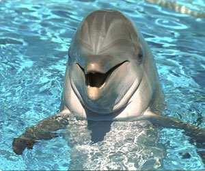 مصر اليوم - الدلافين قادرة على تقليد الحركات والأصوات مثل القردة