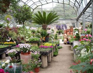   مصر اليوم - مشاتل الزينة قِبْلة للباحثين عن الطبيعة في الجزائر