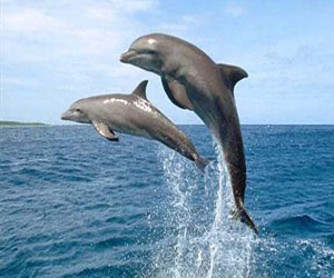 مصر اليوم - الدلافين قادرة على تقليد الحركات والأصوات
